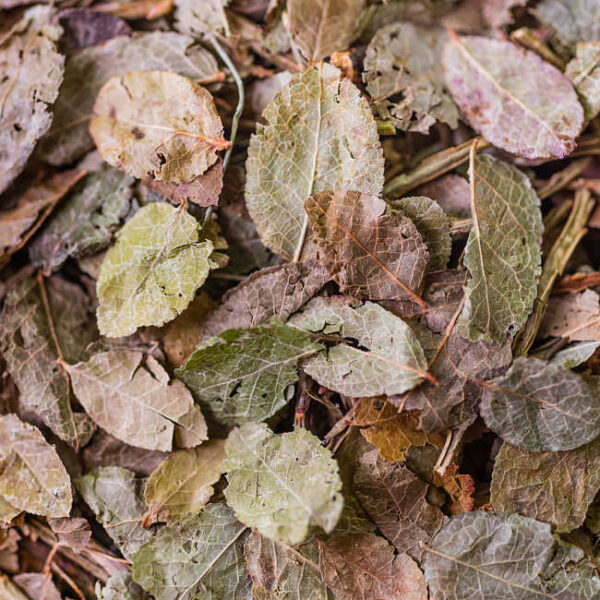 tisane myrtille biologique