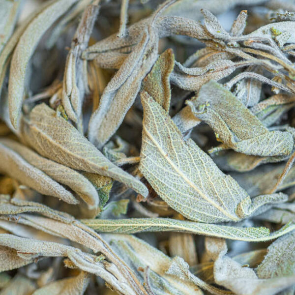 tisane sauge biologique