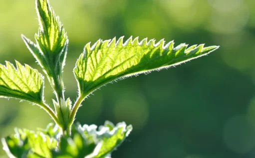 feuilles d'ortie éclairée par lumière naturelle