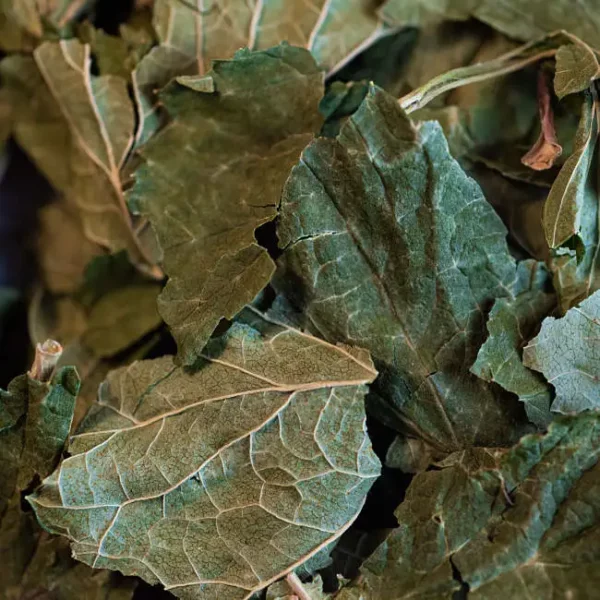 tisane cassis feuille biologique