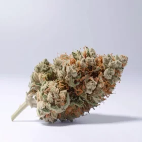 Fleurs de CBD Magic Monkey