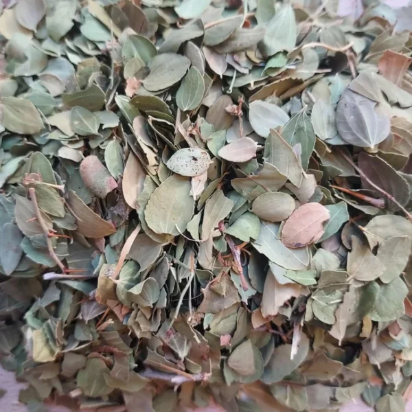 tisane jujubier