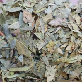 Tisane Séné Tinnevelly