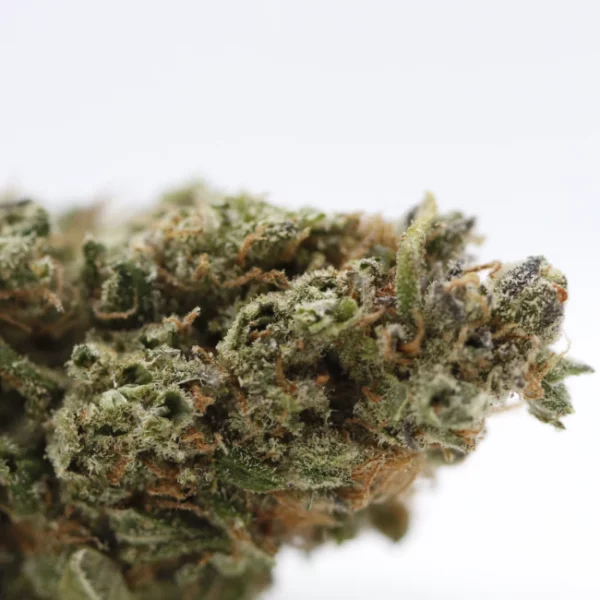 cbd lille fleurs de cbd sherbert