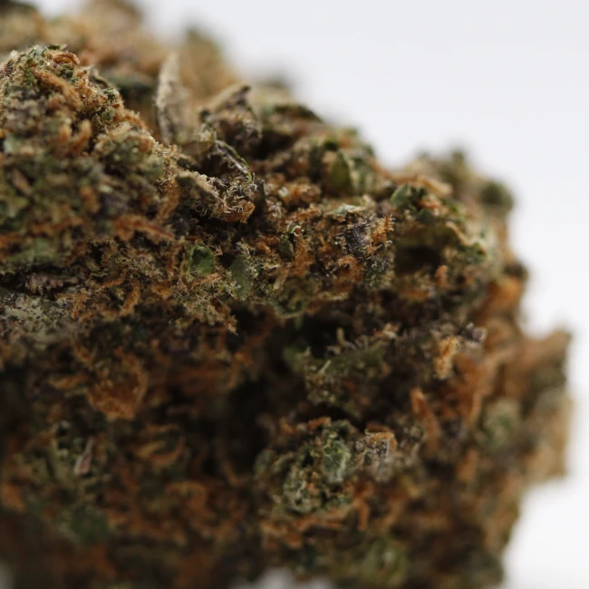 sativum-cbd-shop-fruit-loop-macro cbd lille fleurs de cbd fruit loops