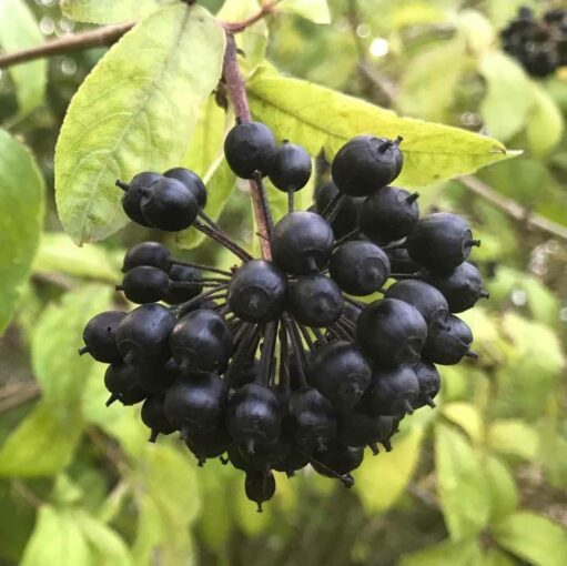 Ginseng de Sibérie