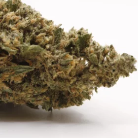 Fleurs de CBD Golden Haze