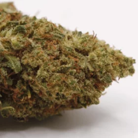 Fleurs de CBD Lemoncello M.S CBC