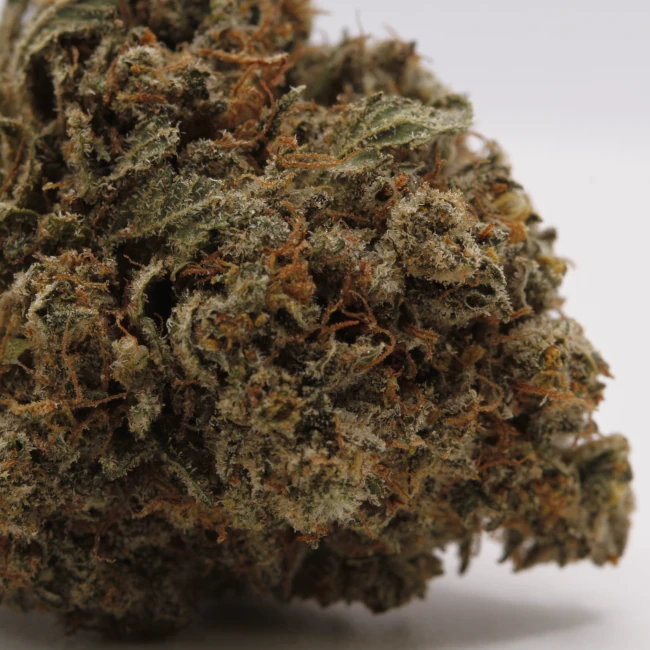 sativum-cbd-shop-sherbet-macro cbd lille fleur de cbd sherbert