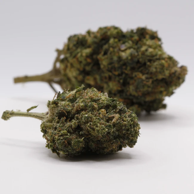 sativum-cbd-shop-jungle-cake-groupe cbd lille fleurs de cbd jungle cake revuelto