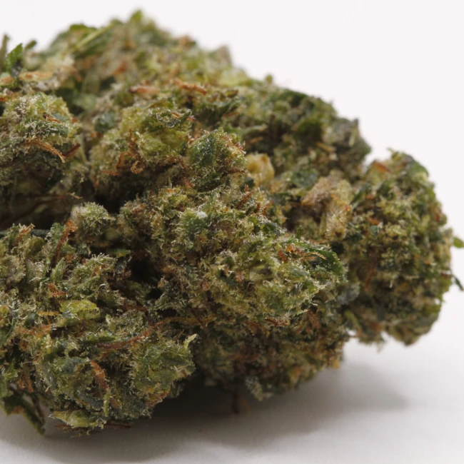 sativum-cbd-shop-jungle-cake-macro cbd lille fleurs de cbd jungle cake revuelto