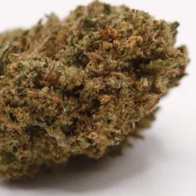 Fleurs de CBD Legendary Yuzu (small buds)